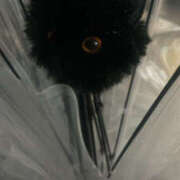 ヒメ日記 2025/12/26 06:06 投稿 うる ちゃんこ摂津・茨木店