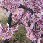 ヒメ日記 2026/03/08 21:26 投稿 うる ちゃんこ摂津・茨木店