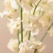 ヒメ日記 2025/01/27 08:44 投稿 熟女 みほ ハナミズキ