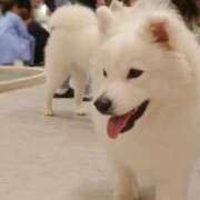 ヒメ日記 2025/07/08 23:45 投稿 りおん ムーランルージュ