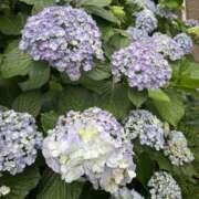 ヒメ日記 2025/06/03 10:32 投稿 つきな 錦糸町ミセスアロマ（ユメオト）