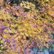 ヒメ日記 2025/11/07 11:02 投稿 つきな 錦糸町ミセスアロマ（ユメオト）