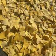 ヒメ日記 2025/12/02 10:49 投稿 つきな 錦糸町ミセスアロマ（ユメオト）