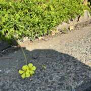 ヒメ日記 2024/12/15 20:30 投稿 かこ 横浜人妻セレブリティ（ユメオト）