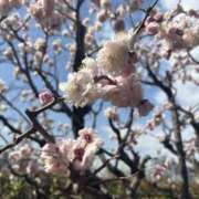 ヒメ日記 2025/03/04 09:17 投稿 かこ 横浜人妻セレブリティ（ユメオト）