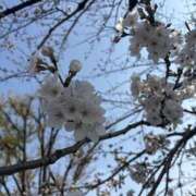 ヒメ日記 2025/04/05 06:24 投稿 かこ 横浜人妻セレブリティ（ユメオト）