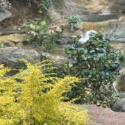 ヒメ日記 2025/08/23 06:20 投稿 かこ 横浜人妻セレブリティ（ユメオト）