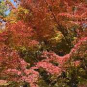 ヒメ日記 2025/11/29 06:35 投稿 かこ 横浜人妻セレブリティ（ユメオト）