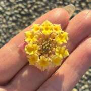 かこ おはようございます 横浜人妻セレブリティ（ユメオト）