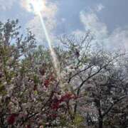 ヒメ日記 2026/03/30 12:36 投稿 かこ 横浜人妻セレブリティ（ユメオト）