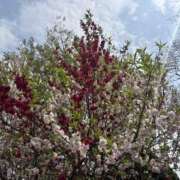 かこ おはようございます 横浜人妻セレブリティ（ユメオト）