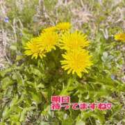 ヒメ日記 2025/04/07 22:40 投稿 片桐　なお 柏OL委員会