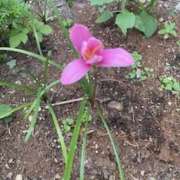 ヒメ日記 2025/08/11 19:00 投稿 まりこ ぴんくはうす