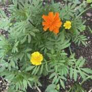 ヒメ日記 2025/08/12 19:30 投稿 まりこ ぴんくはうす