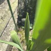 ヒメ日記 2025/08/16 11:40 投稿 まりこ ぴんくはうす