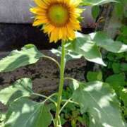 ヒメ日記 2025/08/30 12:54 投稿 まりこ ぴんくはうす