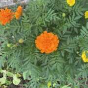 ヒメ日記 2025/09/02 12:42 投稿 まりこ ぴんくはうす