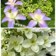 ヒメ日記 2025/05/25 12:08 投稿 青山らら 五十路マダムエクスプレス横浜店（カサブランカグループ）