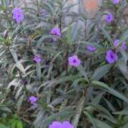 ヒメ日記 2025/11/14 21:04 投稿 さくら 仙南 愛ランド（白石、柴田、岩沼、名取）