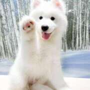 ヒメ日記 2025/08/13 11:39 投稿 里見こはな【素人系・美爆乳】 ソープランド メイド館 ラ・メイド