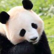 ヒメ日記 2025/08/20 06:00 投稿 里見こはな【素人系・美爆乳】 ソープランド メイド館 ラ・メイド