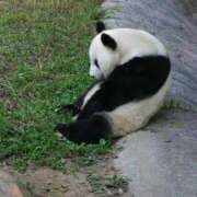 ヒメ日記 2025/09/18 20:24 投稿 里見こはな【素人系・美爆乳】 ソープランド メイド館 ラ・メイド