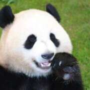 ヒメ日記 2025/10/15 12:54 投稿 里見こはな【素人系・美爆乳】 ソープランド メイド館 ラ・メイド