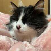 ヒメ日記 2025/01/06 22:59 投稿 みえ 胡蝶蘭