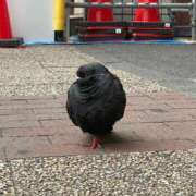 ヒメ日記 2025/02/04 11:46 投稿 みえ 胡蝶蘭