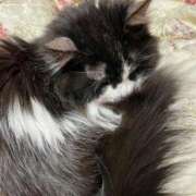 みえ お久しぶりです 胡蝶蘭