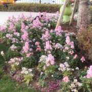 ヒメ日記 2025/02/12 17:26 投稿 みお 横浜人妻ヒットパレード（シンデレラグループ）