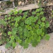 みお ??16時～1時?? 横浜人妻ヒットパレード（シンデレラグループ）