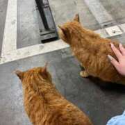 ヒメ日記 2025/05/30 09:56 投稿 浅野 熟女の風俗最終章　鶯谷店