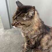 ヒメ日記 2025/06/20 21:00 投稿 浅野 熟女の風俗最終章　鶯谷店