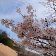 ヒメ日記 2025/04/10 17:08 投稿 ☆かすみ(38)☆ ◆プラウディア◆AAA級素人娘在籍店