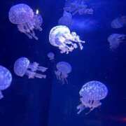 ヒメ日記 2025/04/04 04:13 投稿 渡邉みお 厚木OL委員会