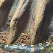 ヒメ日記 2025/01/02 10:30 投稿 めろ スピードエコ天王寺店