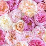 ヒメ日記 2025/01/02 14:19 投稿 マイカ マドンナ(仙台)