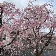 ヒメ日記 2025/04/10 06:41 投稿 はる エディーズ