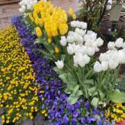 ヒメ日記 2025/04/01 15:51 投稿 やよい 完熟ばなな西川口