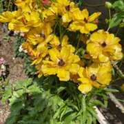 ヒメ日記 2025/04/20 20:09 投稿 やよい 完熟ばなな西川口