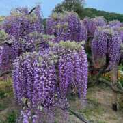 ヒメ日記 2025/05/06 18:43 投稿 やよい 完熟ばなな西川口