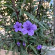 やよい 秋はそこまで🍂🌾 完熟ばなな西川口