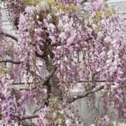 ヒメ日記 2026/04/14 09:07 投稿 やよい 完熟ばなな西川口