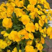 ヒメ日記 2026/04/20 10:07 投稿 やよい 完熟ばなな西川口
