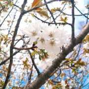 ヒメ日記 2025/04/19 17:25 投稿 すみれ 横浜秘密倶楽部