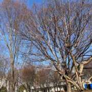 しるく 出勤のお知らせ♪ 熟女家 東大阪店（布施・長田）