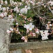 ヒメ日記 2025/04/05 09:56 投稿 しおん(人妻) THE・TRY