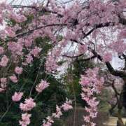 ヒメ日記 2025/04/27 09:57 投稿 しおん(人妻) THE・TRY