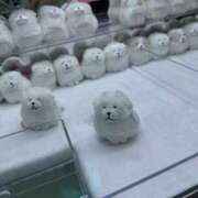 ヒメ日記 2025/06/14 18:30 投稿 こはく　ゴールド+3 CLUB虎の穴 福岡店